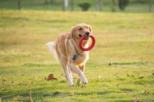 一个狗狗最新爆料视频,揭秘宠物界的秘密生活
